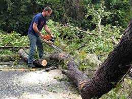 Why Choose Our Tree Removal Services in Red Bay, AL?